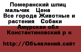 Померанский шпиц, мальчик › Цена ­ 35 000 - Все города Животные и растения » Собаки   . Амурская обл.,Константиновский р-н